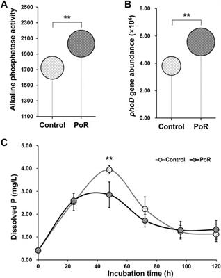 Substitution of manure for mineral P fertilizers increases P availability by enhancing microbial potential for organic P mineralization in greenhouse soil